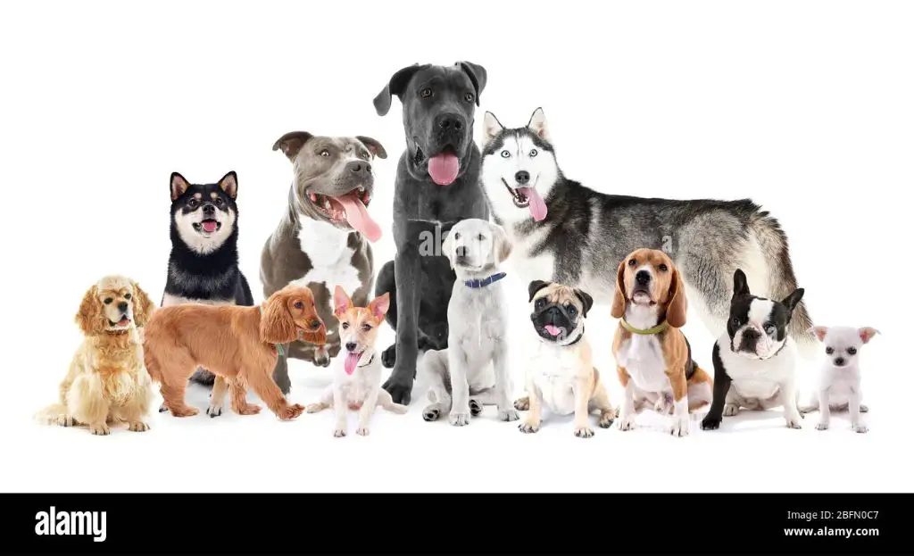 a group of dogs of different breeds sitting together.