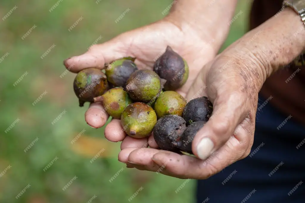 a hand holding macadamia nuts