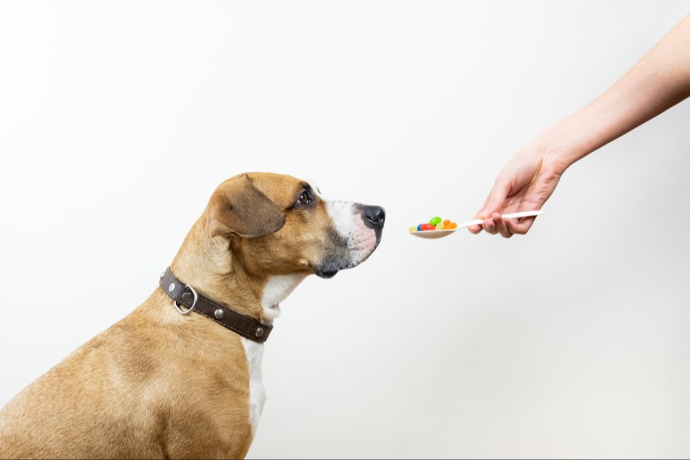 a hand putting away pet medication up high in a cabinet