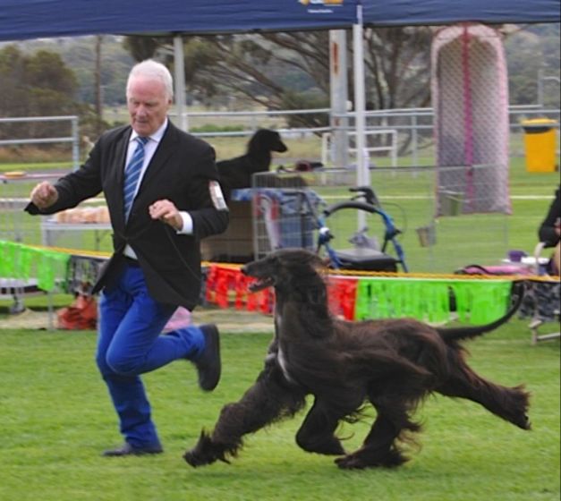 a handler stacking a dog in the show ring