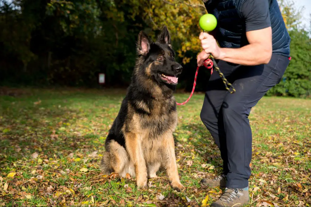 a handler using exaggerated movements to show a dog