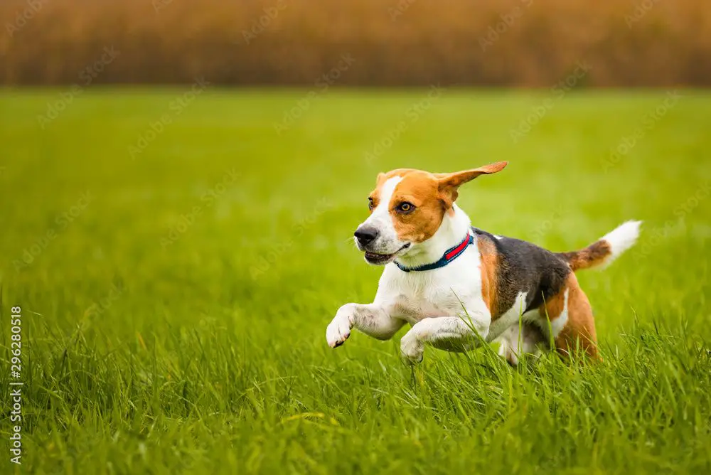 a happy beagle puppy plays in a field of clover, happily pouncing and rolling in the green grass and flowers.