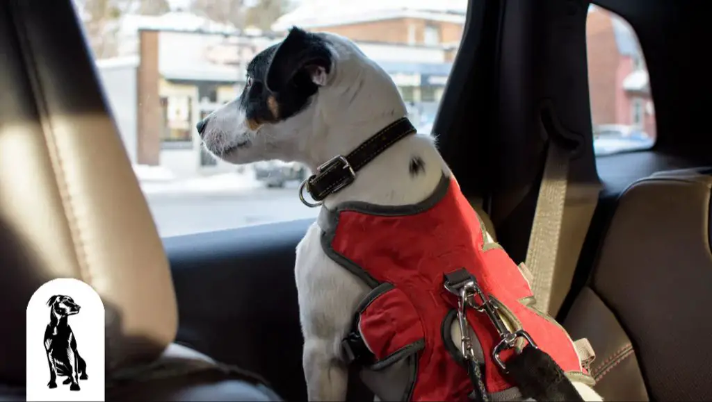 a happy dog looking out a car window in a safety harness