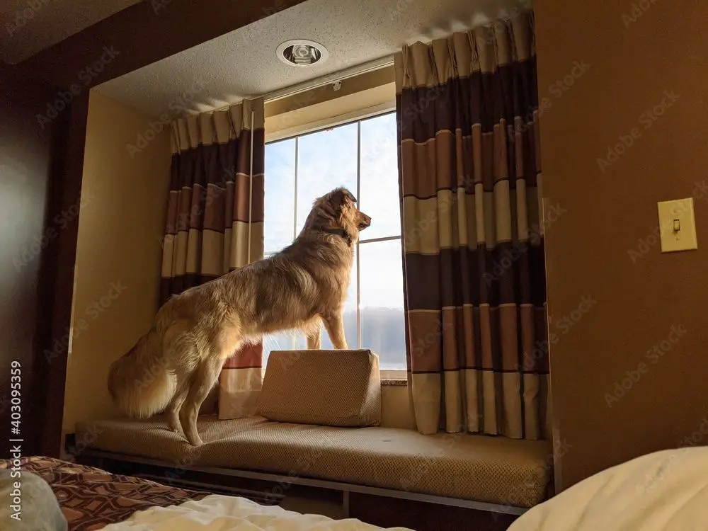 a happy dog looking out a hotel room window