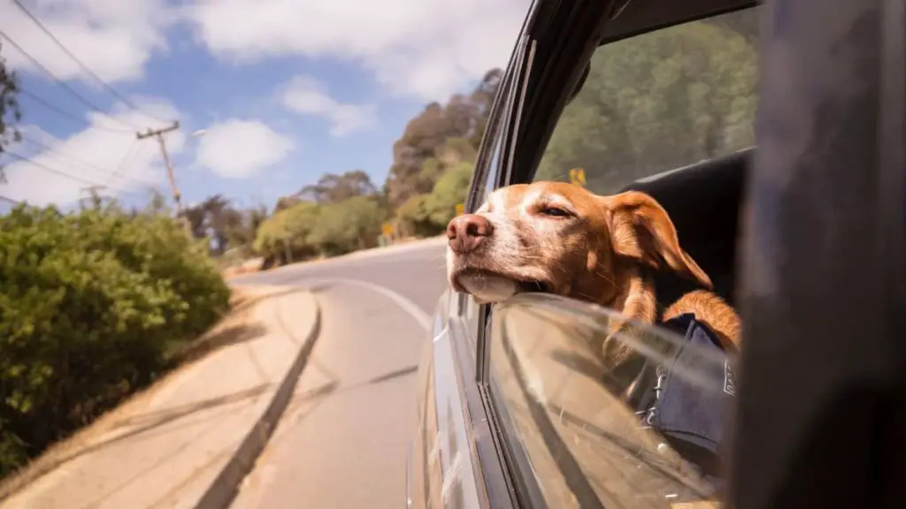 a happy dog looking out the car window enjoying a road trip after frequent stops