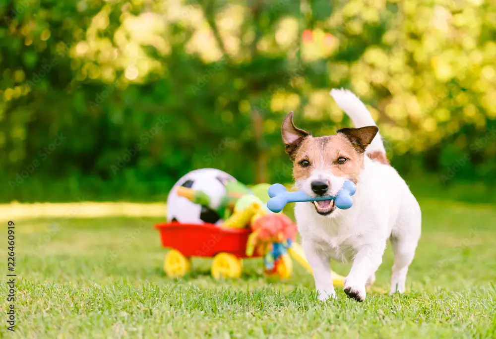 a happy dog playing outside