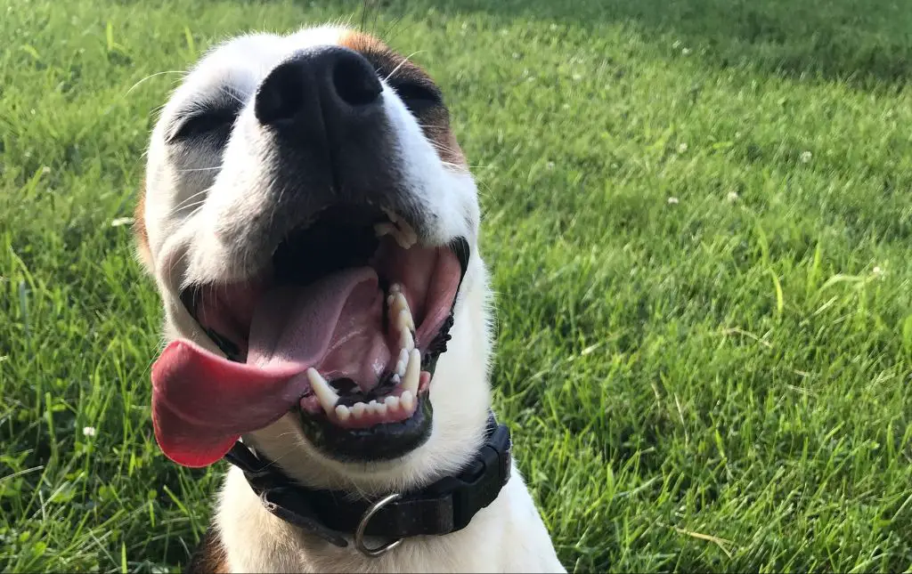 a happy dog playing without a collar