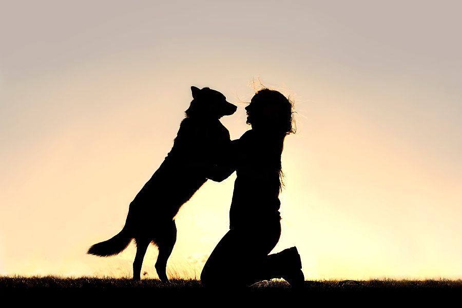 a happy dog reunited with its owner