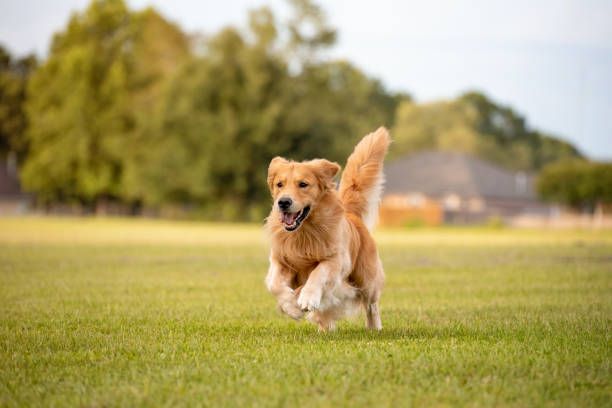 a happy dog running and playing in a field.