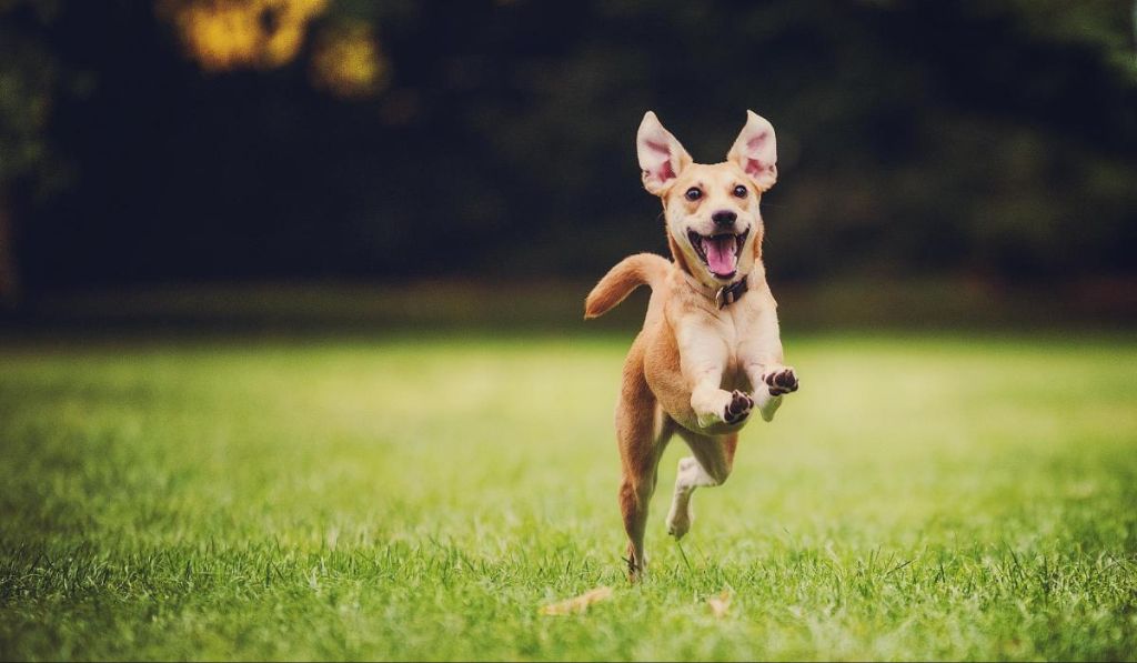 a happy dog running around an enclosed dog park.