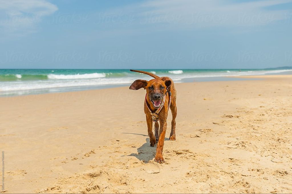 a happy dog running on the beach