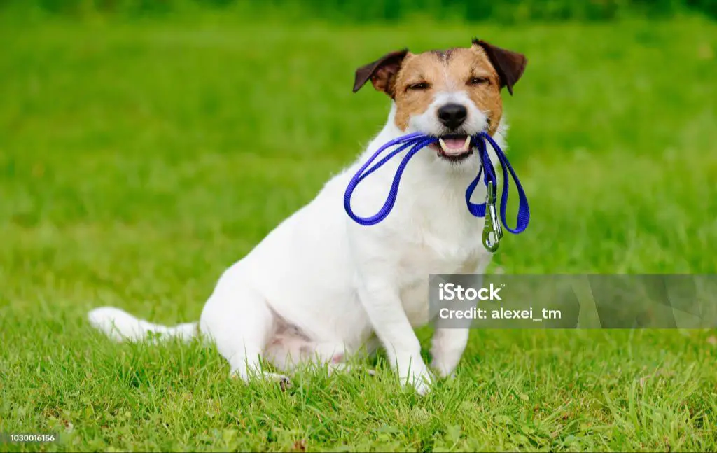 a happy dog wearing a collar while sitting outdoors