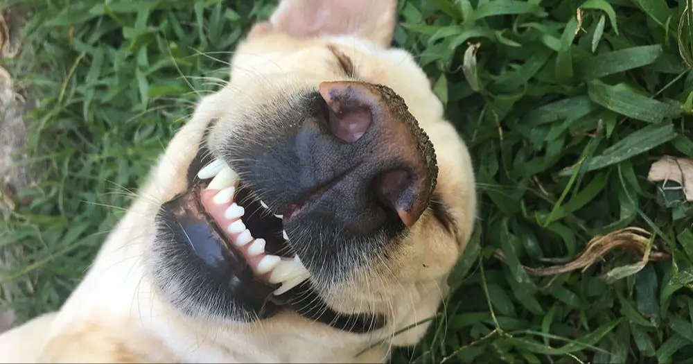 a happy dog with clean healthy teeth