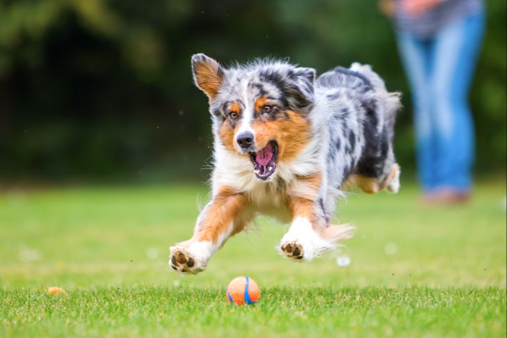 a happy, energetic dog playing and exercising