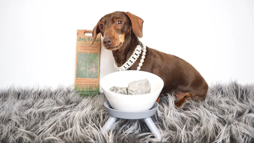 a happy healthy dog drinking water with dog rocks