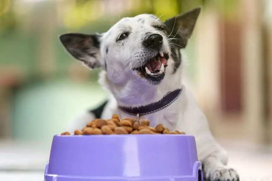 a happy, healthy dog eating from a bowl of dog food