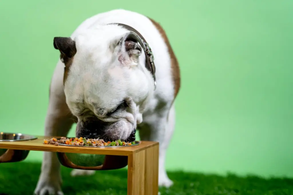 a happy healthy dog enjoying a meal of kirkland brand dog food.