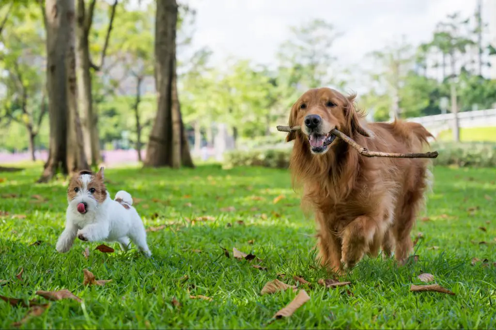 a happy, healthy dog playing gently outdoors despite having dextrocardia.