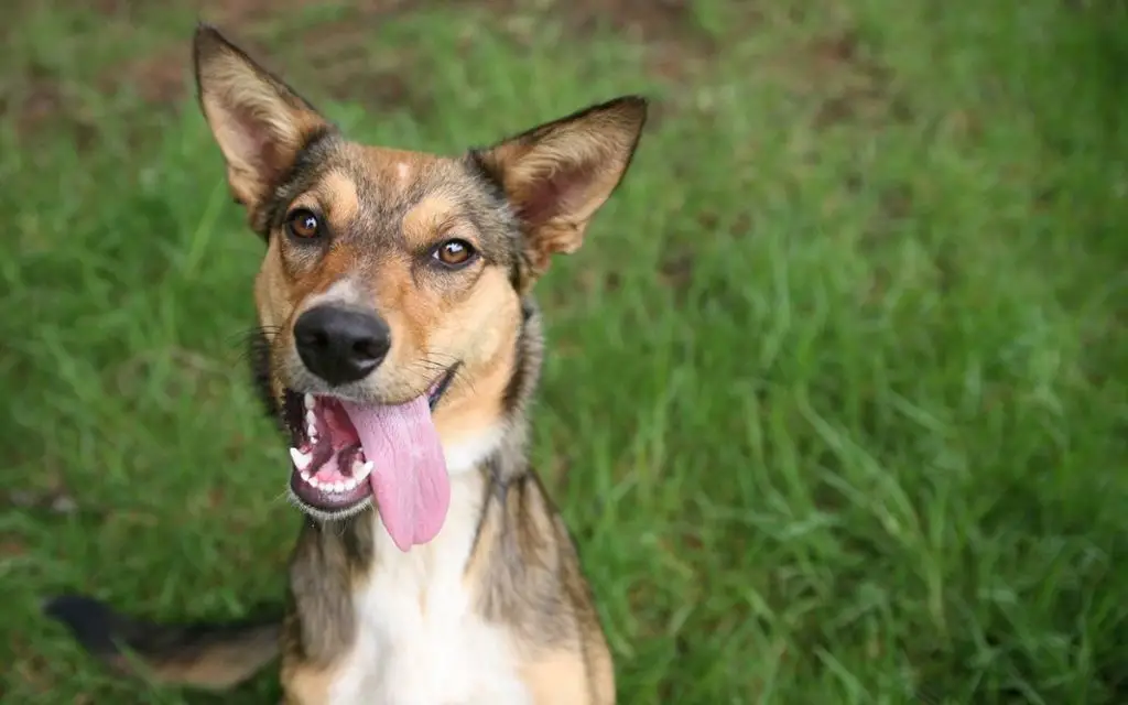 a happy mixed breed shelter dog