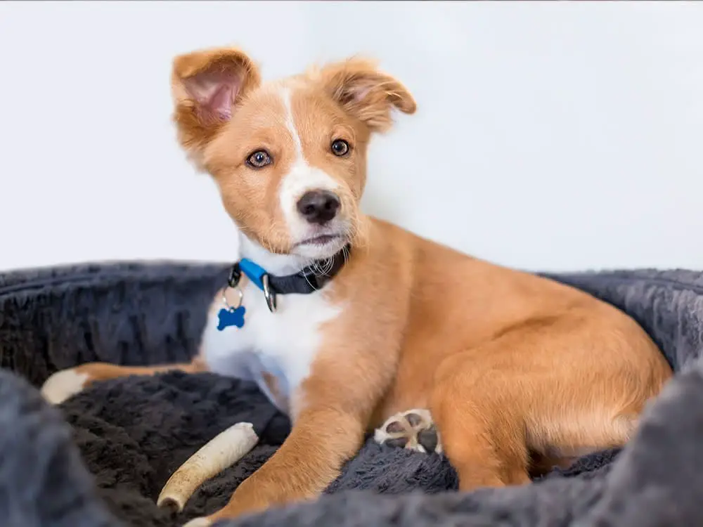 a happy mixed breed shelter puppy