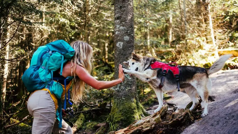 a happy person hiking with their dog on a mountain trail