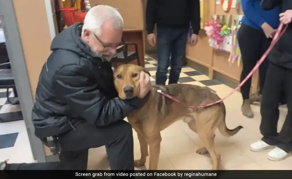 a happy person walking their newly adopted dog