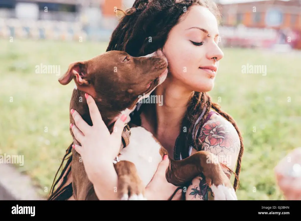 a happy pitbull playing and licking a smiling woman