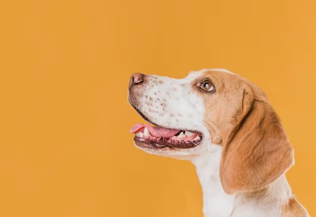 a happy puppy looking up