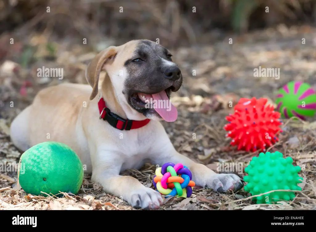 a happy puppy playing outdoors without a collar