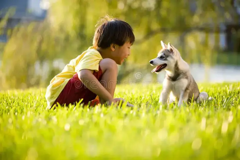 a happy puppy playing outdoors