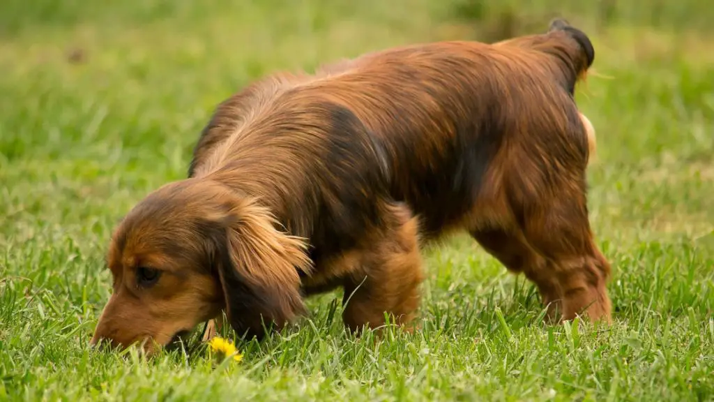 a healthy dog sniffing