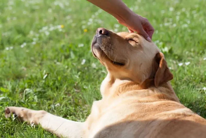 a healthy, happy dog