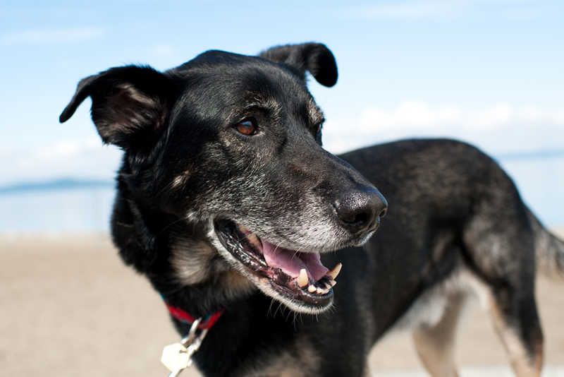 a healthy senior dog