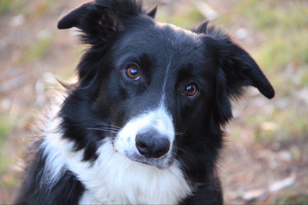 a highly focused border collie staring intensely