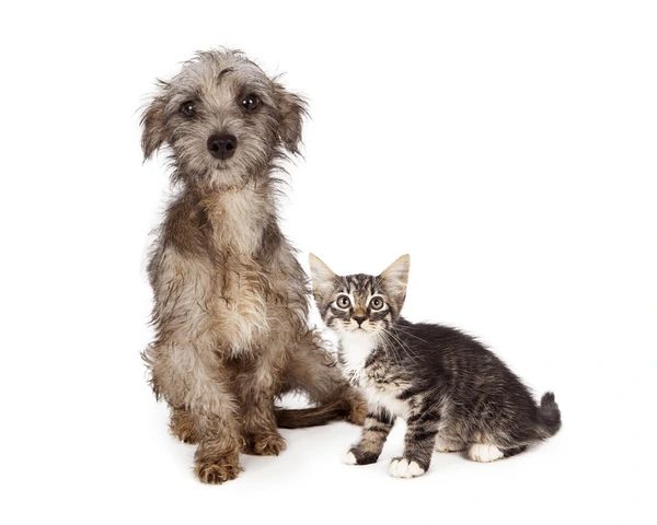 a hissing kitten with an arched back confronting a curious dog