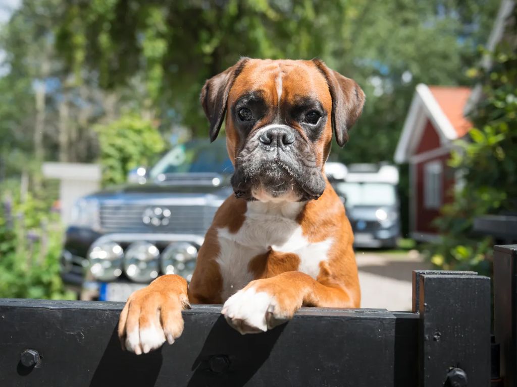a home with reduced risk of burglary thanks to a guard dog