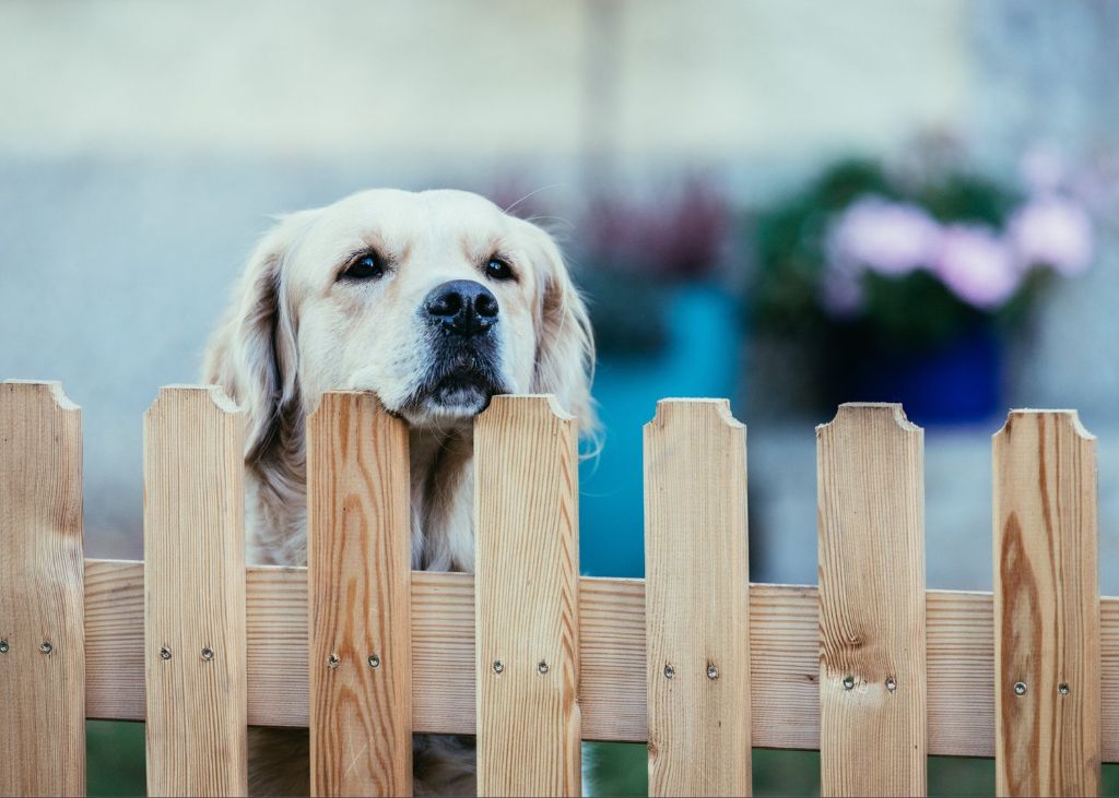 a homeowner installing a tall wood fence around their property to deter foxes.