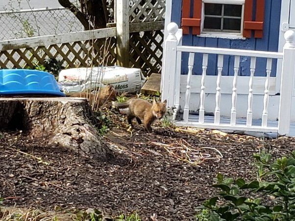 a homeowners installing a solid wood fence around their yard to deter foxes.