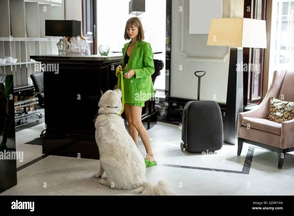 a hotel receptionist checking a guest and their dog into a hotel room