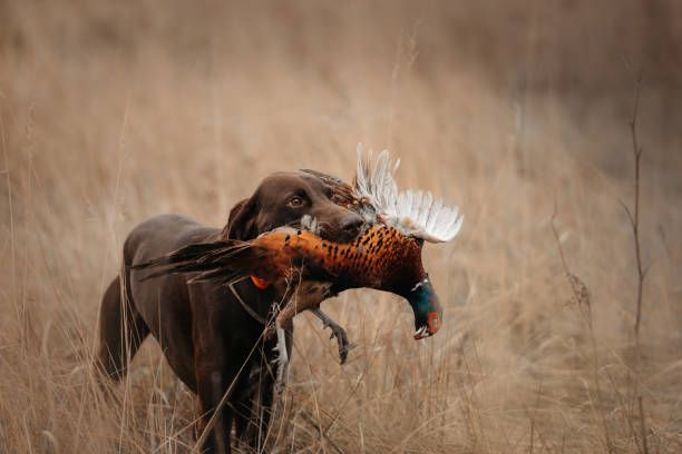 a hunting dog pointing at a pheasant