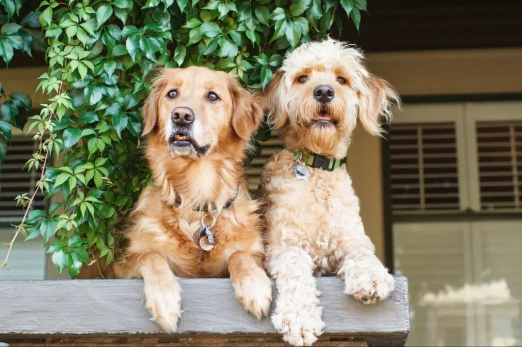 a hybrid dog that mixes two pure breeds