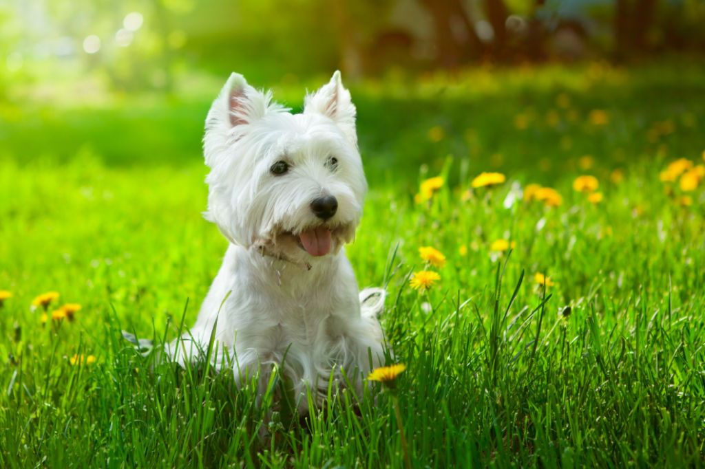 a hypoallergenic dog breed