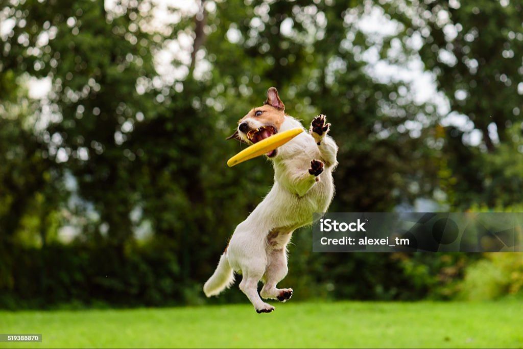 a jack russell terrier jumping to catch a frisbee