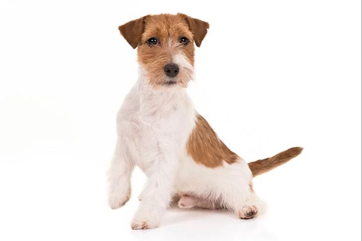 a jack russell terrier