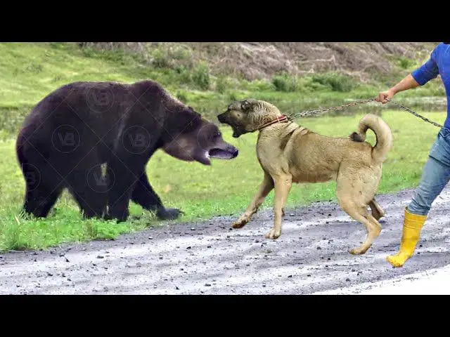 a kangal dog barking at a bear