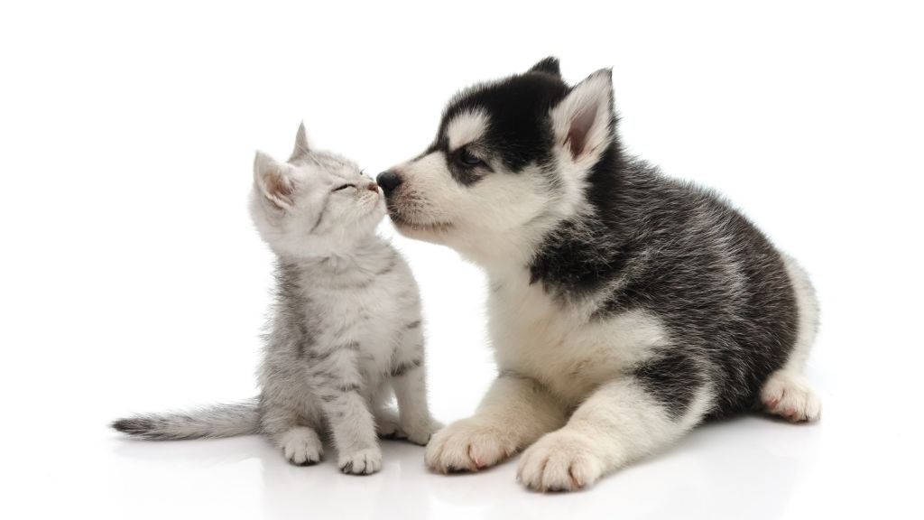 a kitten and dog sniffing each other curiously during their first meeting