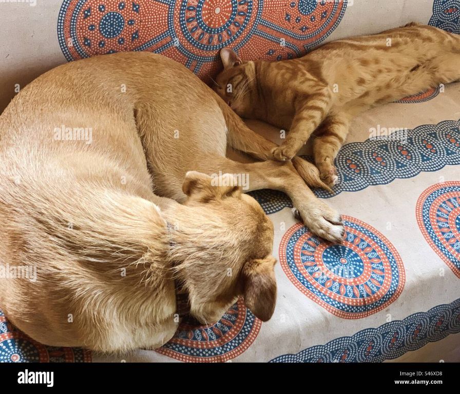 a kitten curled up asleep next to a dog on the sofa