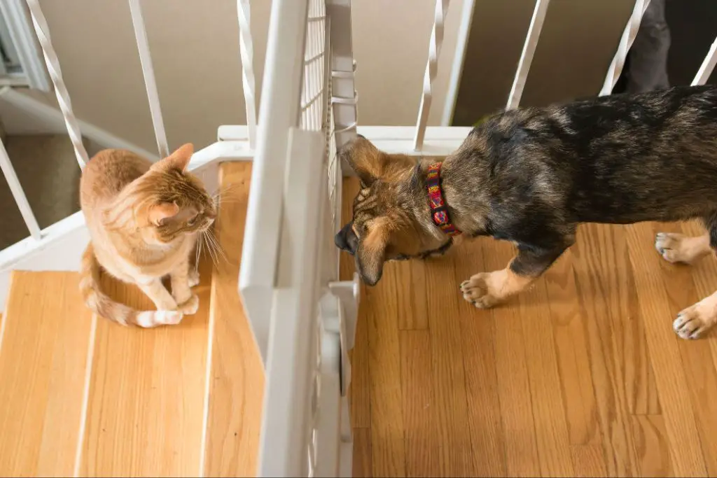 a kitten hissing at a dog