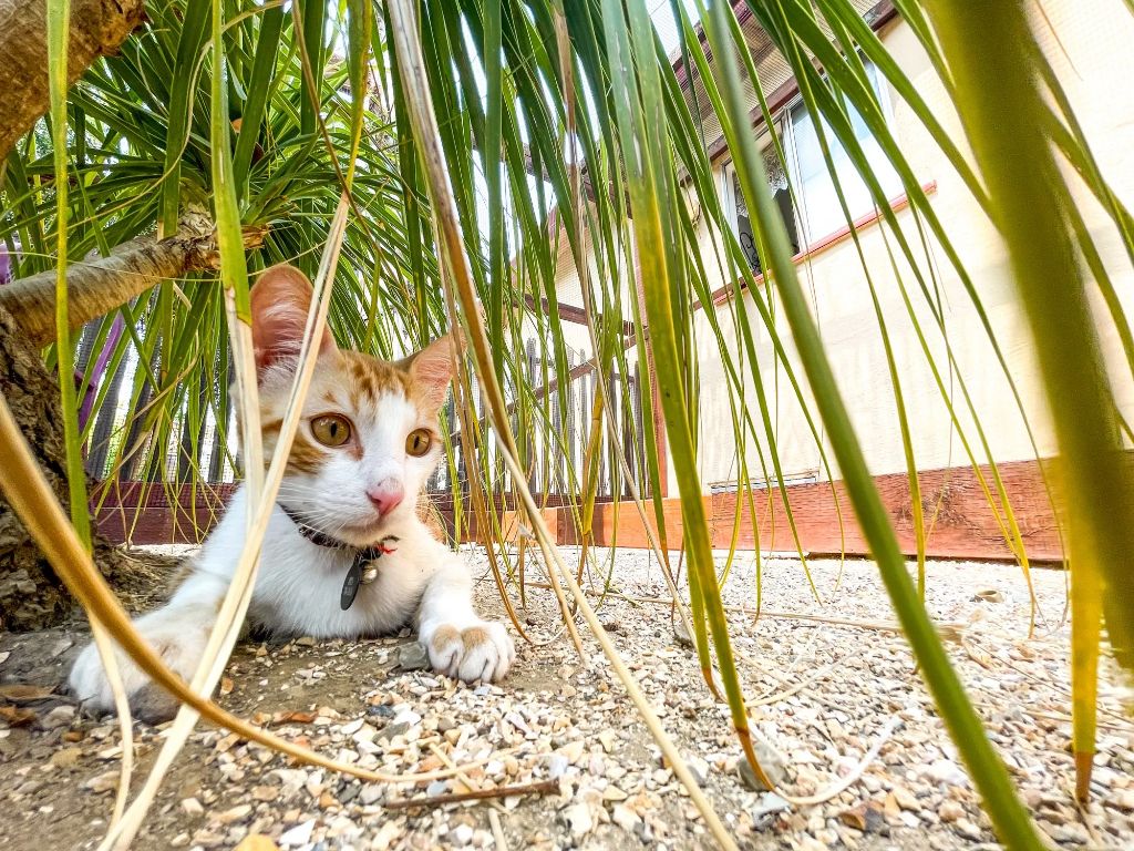 a kitten playing safely in a catio