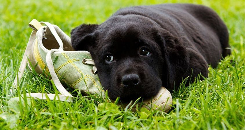 a labrador retriever chewing aggressively on a shoe